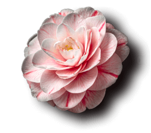 Camellia Oil